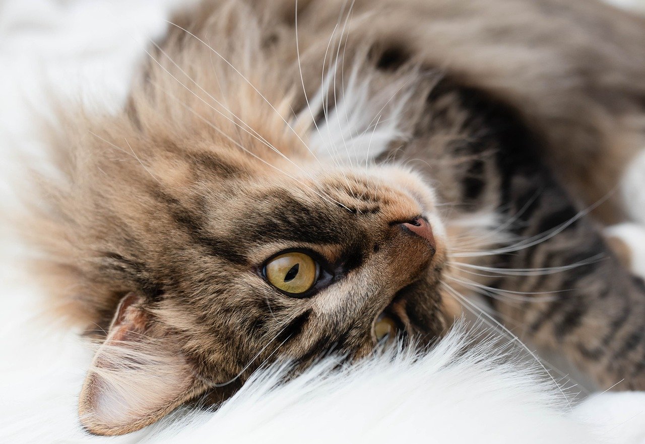 Ile Godzin Śpi Kot? Tajemnica Długości Drzemek Naszych Futrzanych Przyjaciół